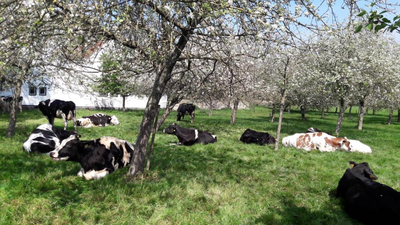 Tanti Baci! Bed & Breakfast Maastricht Bagian luar foto